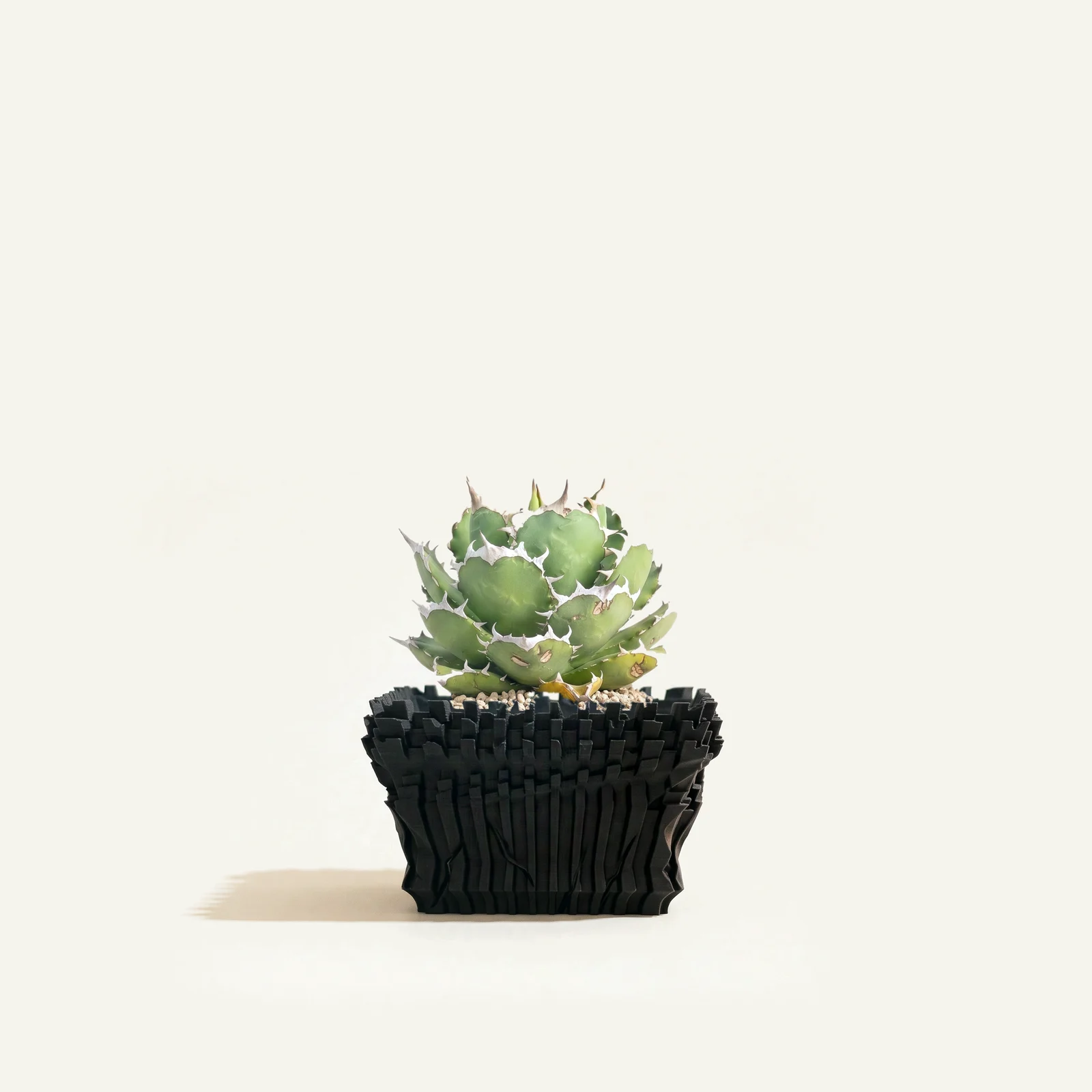 アガベ・オテロイと Y-018 Square